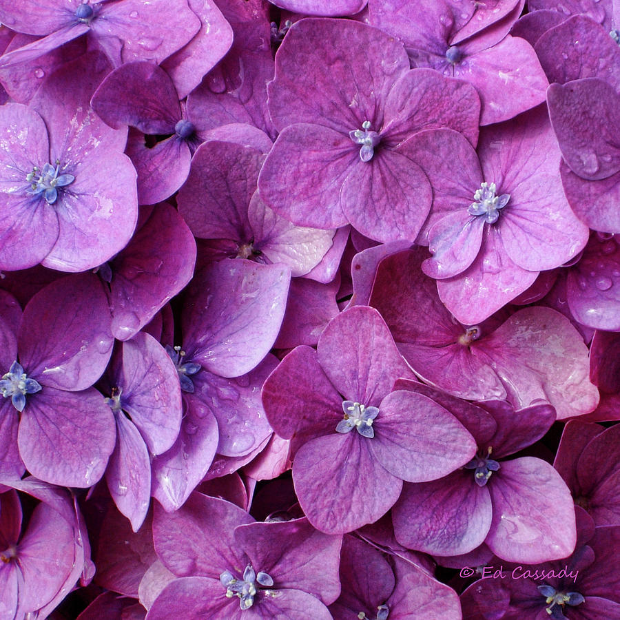 Purple Azaleas Oregon Photograph by Ed Cassady - Fine Art America