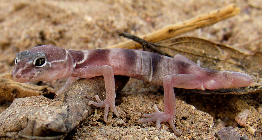 Purple Banded Gecko Photograph by Joshua Bales