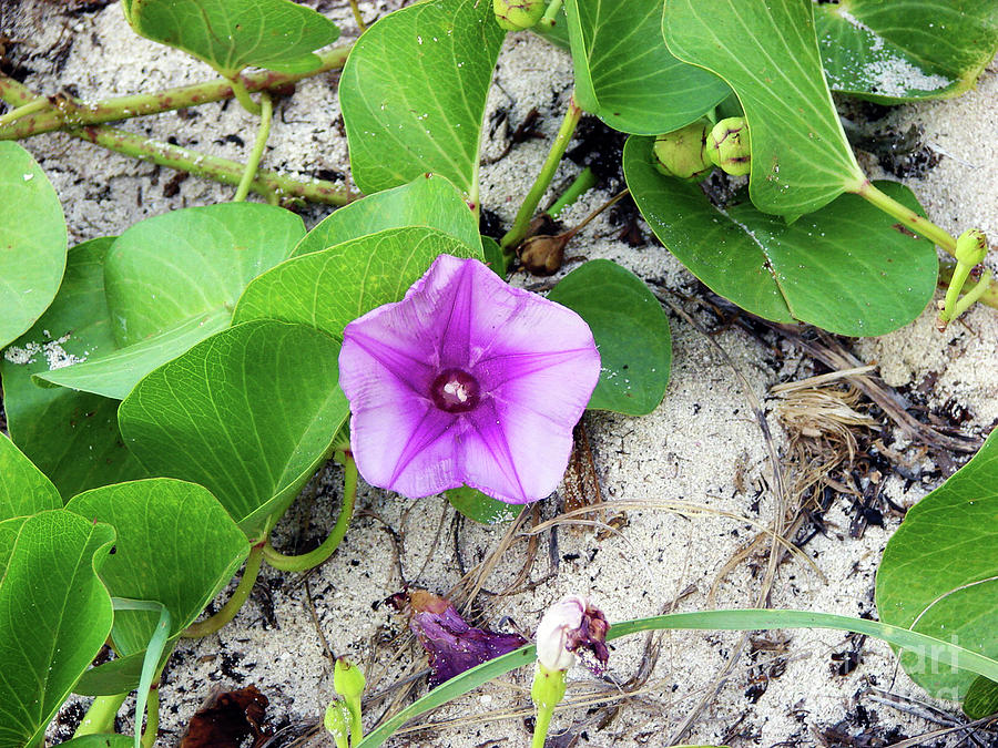 Beach Photograph - Purple Beach Flower by Leara Nicole Morris-Clark