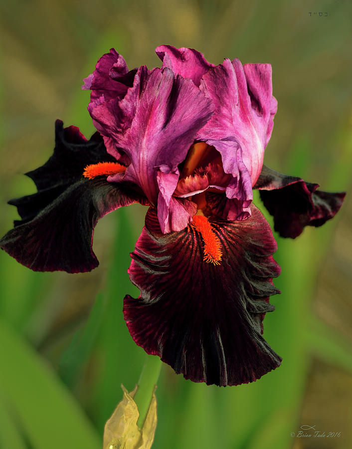 Purple Bearded Iris Photograph by Brian Tada