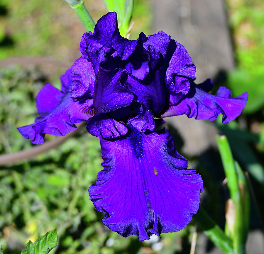 Purple Bearded Iris by Chris White Photograph by C H Apperson