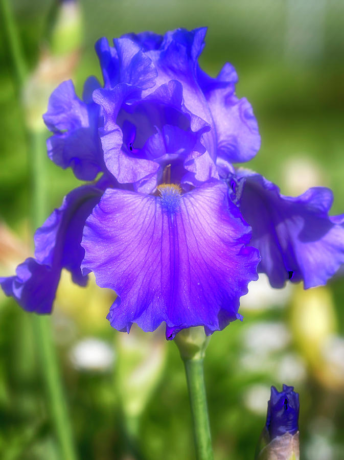 Purple Bearded Iris Photograph by Cindi Ressler