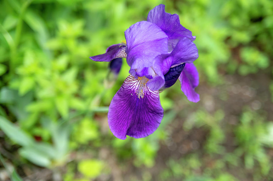 Purple Bearded Iris Flower 2 Photograph by Bob Corson - Fine Art America