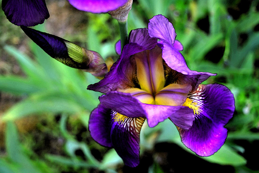 Purple Bearded Iris FT3025 Photograph by Mary Gaines