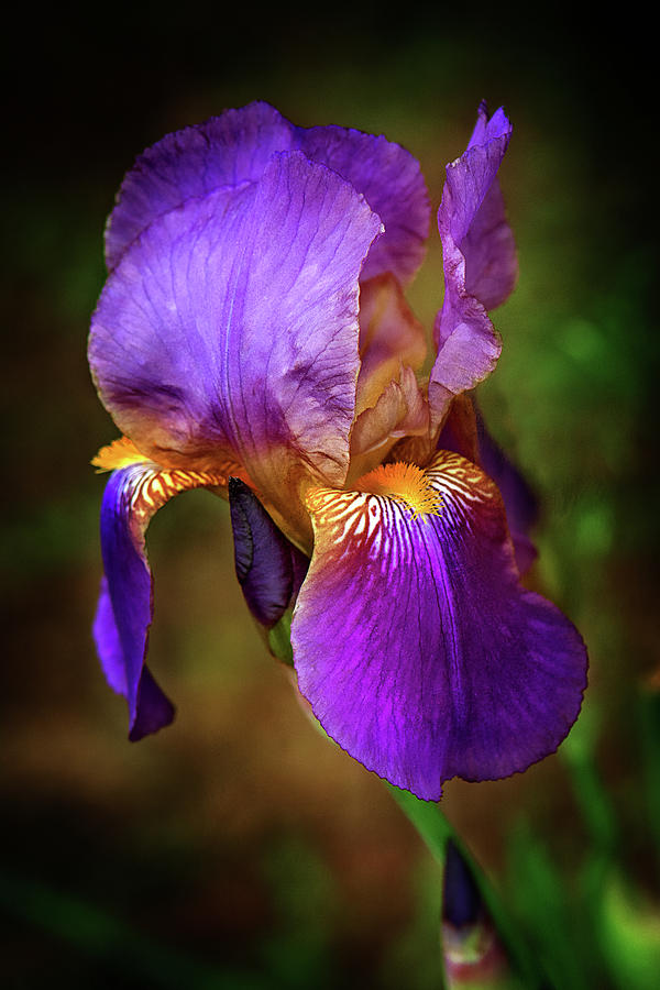 Purple Bearded Iris Photograph by Gwen Gibson