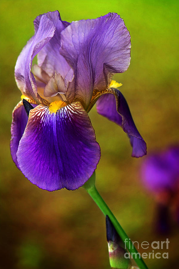 Purple Bearded Iris Print Photograph by Gwen Gibson