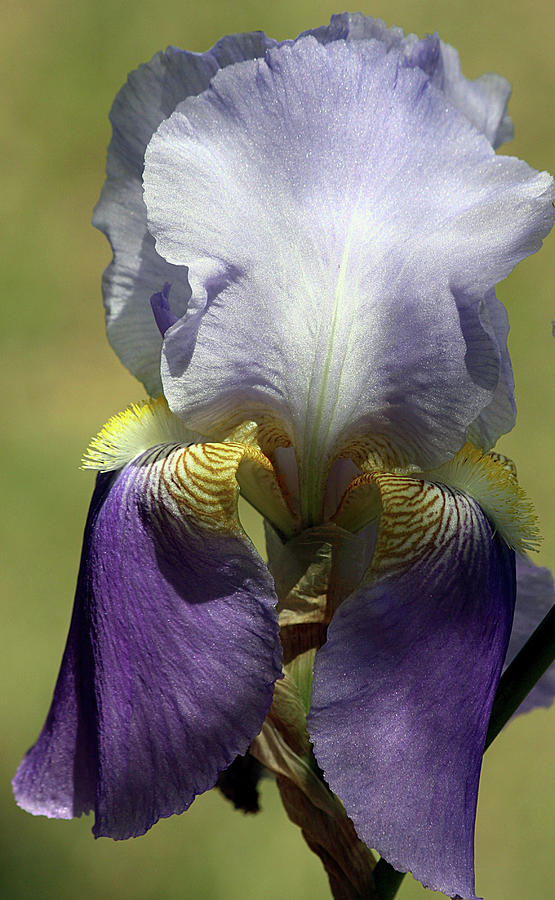 Purple Bearded Iris Photograph by Sheila Brown