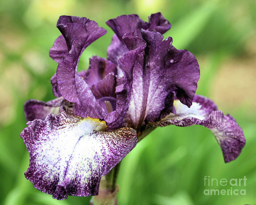 Purple Bearded Iris Photograph by Smilin Eyes Treasures