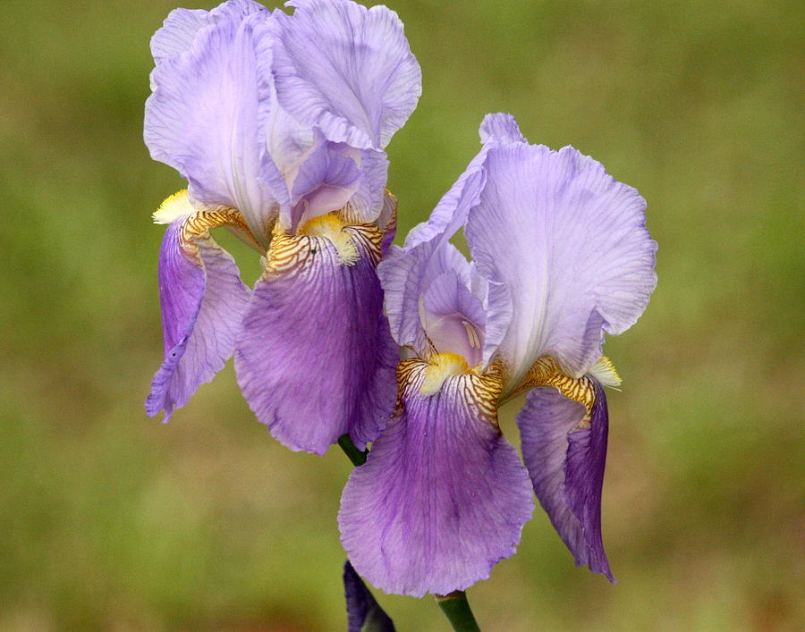 Purple Bearded Iris Twins Photograph by Sheila Brown
