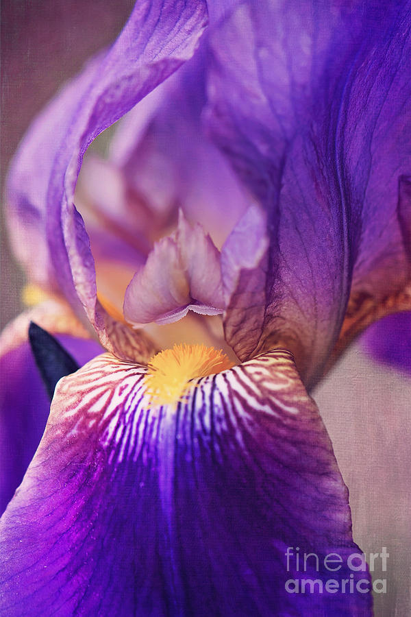 Purple Bearded Iris Wall Art Photograph by Gwen Gibson