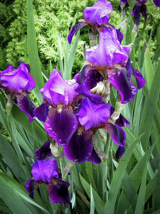 Purple Bearded Irises Photograph by Penny Lisowski