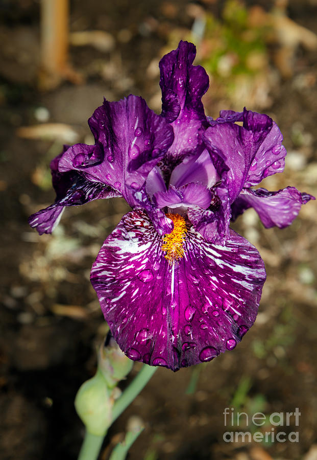  Purple Bearded Iris Photograph by Robert Bales