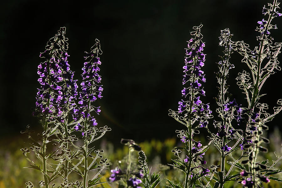Purple Beauties Photograph by Sue Cullumber