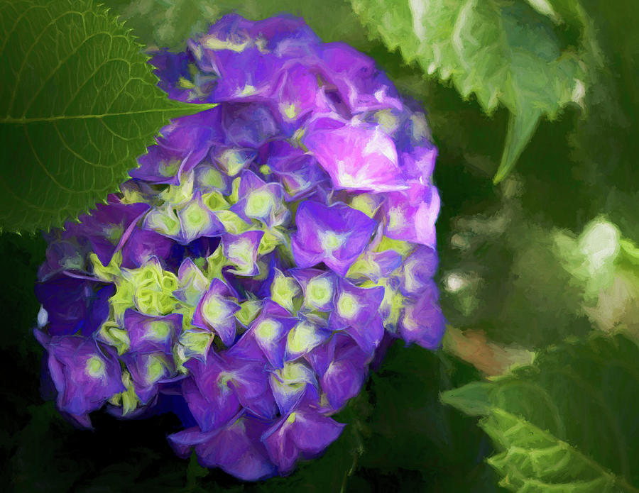Purple Beauty  Photograph by Kathy Clark