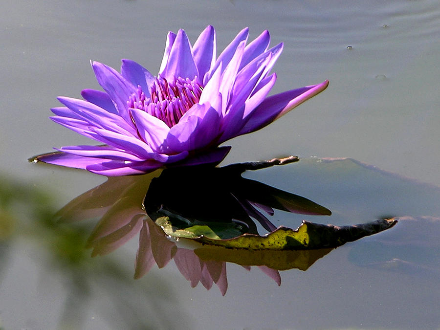 Purple Beauty on the Pond Photograph by John Lautermilch