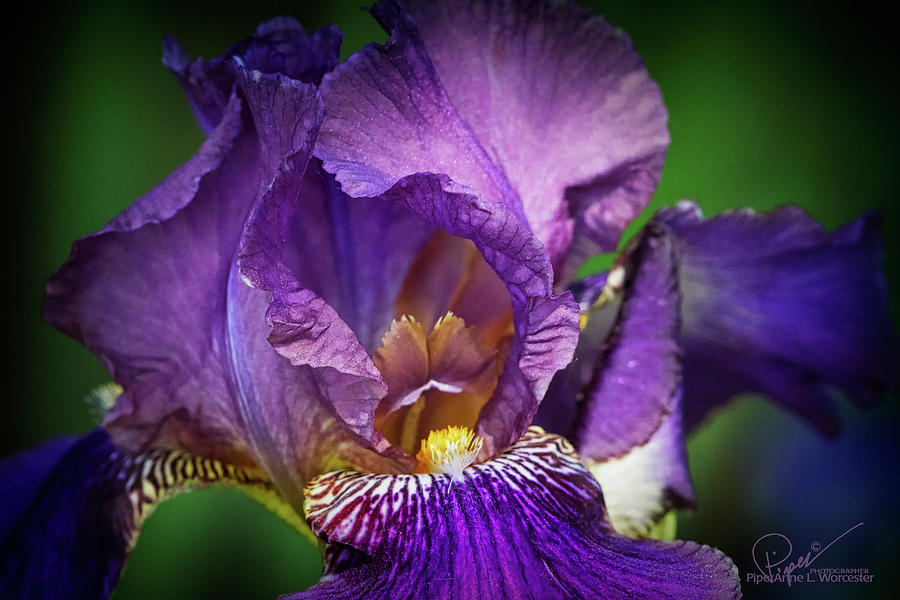 Purple Beauty Photograph by PiperAnne Worcester
