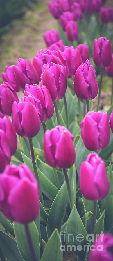 Purple Beauty Skagit Tulip Festival Photograph