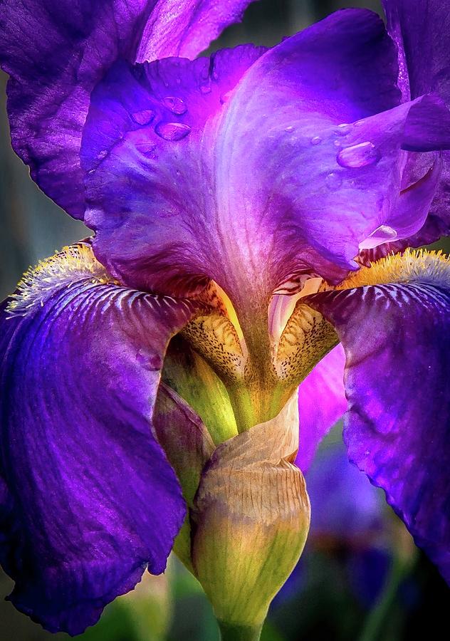 Purple Beauty Up Close  Photograph by Harriet Feagin