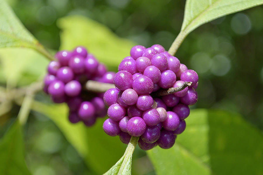 Purple Beautyberries Photograph by Kenneth Albin