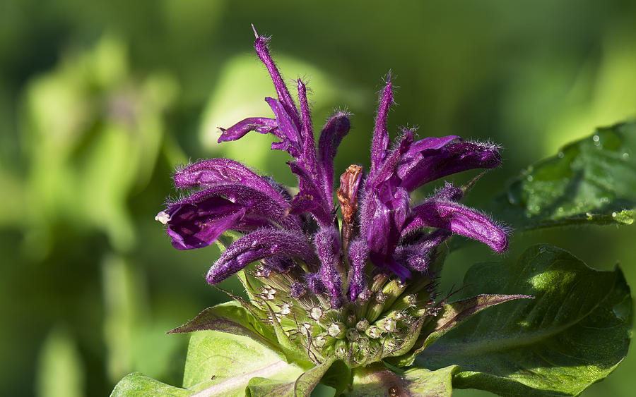 Purple Bee Balm Focus Stacked 2 Photograph