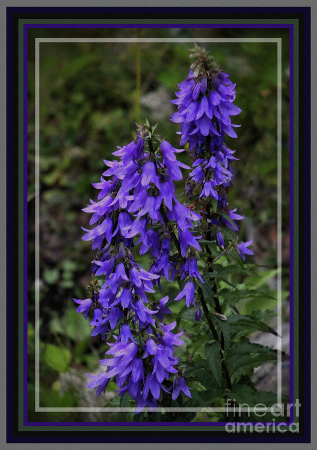 Purple Bell Flowers, Framed Photograph by Sandra Huston