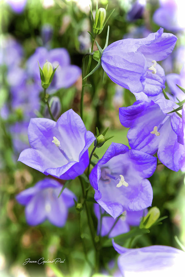 Flower Photograph - Purple Bell Flowers by Joann Copeland-Paul