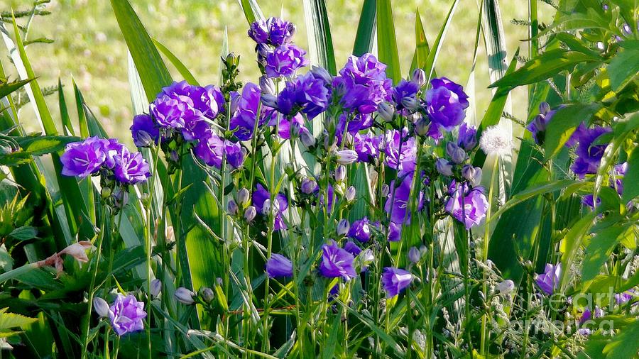 Purple Bellflowers Photograph