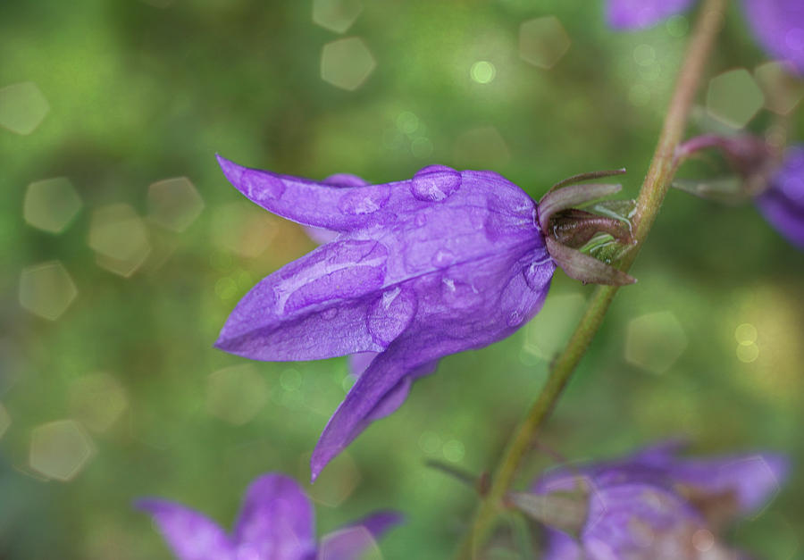 Purple Bells after rain Photograph by Lilia D