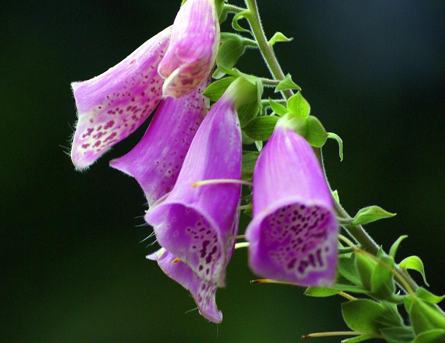 Flower Photograph - Purple Bells Horizontal by Marty Koch