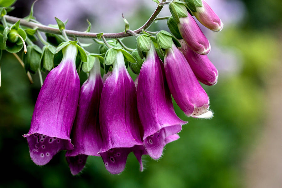 Garden Photograph - Purple Bells by Linda Foakes