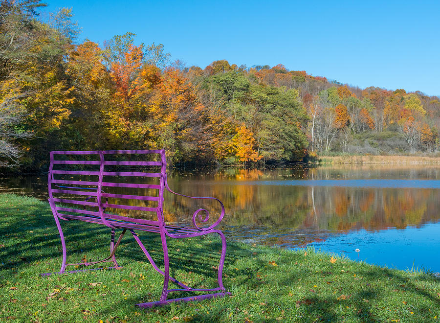 Purple Bench By A Pond Photograph by Guy Whiteley