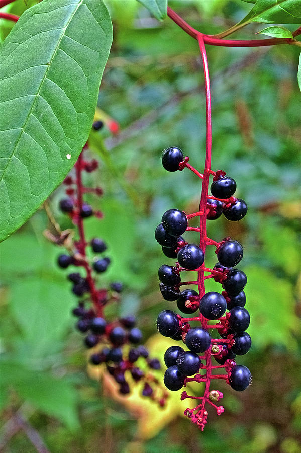 Purple Berries along the White Pine Trail in Kent County, Michigan  Photograph by Ruth Hager