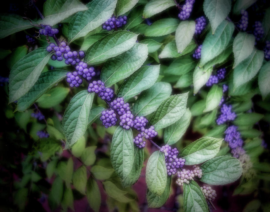 Purple Berries Photograph by Ann Powell