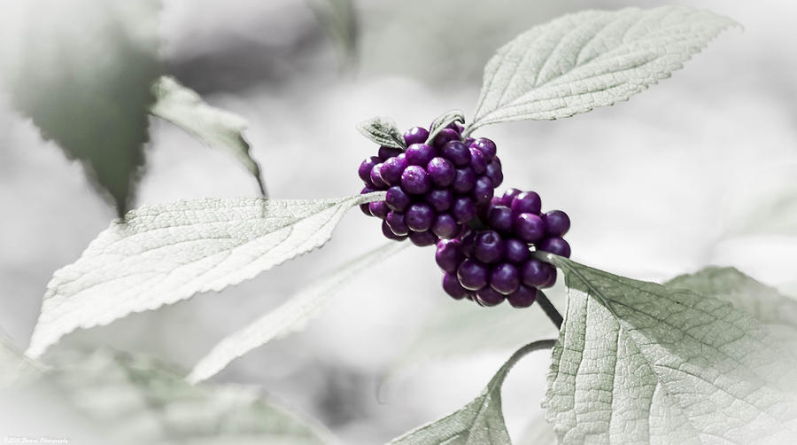 Purple Berries  Photograph by Debra Forand