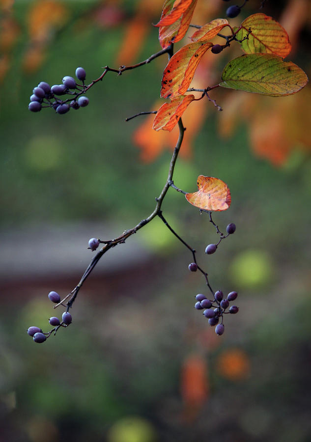 Purple Berries of Autumn 6557 H_2 Photograph by Steven Ward
