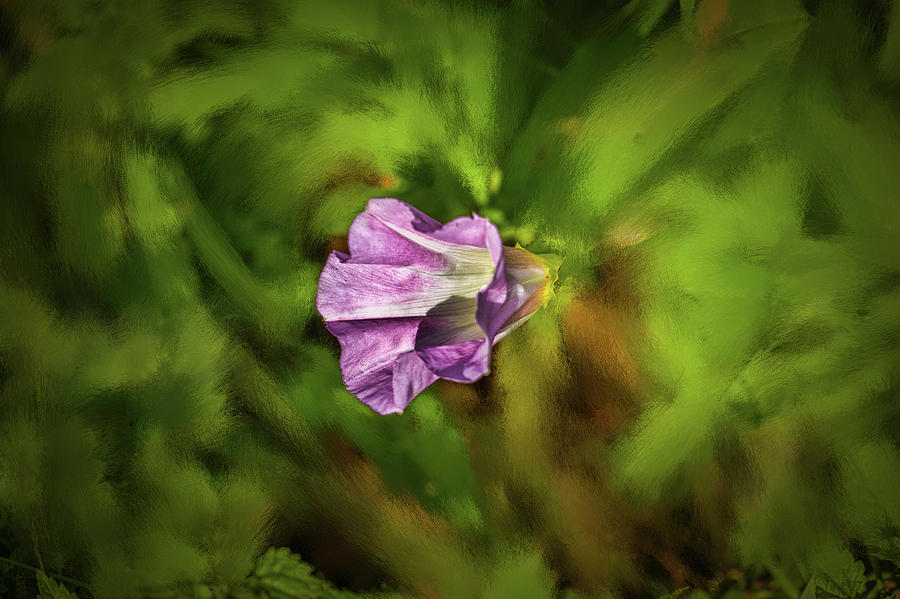 Purple bindweed #h8 Photograph by Leif Sohlman