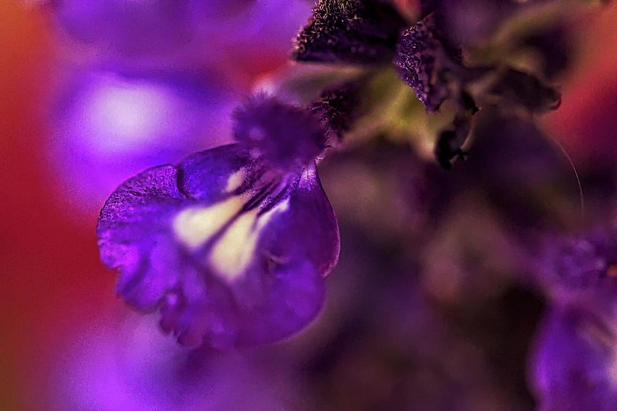 Purple Blends Photograph by Richard Gregurich