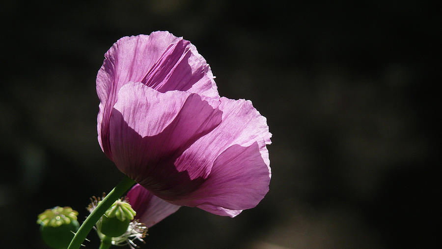 Poppy Photograph - Purple Blessing by Evelyn Tambour