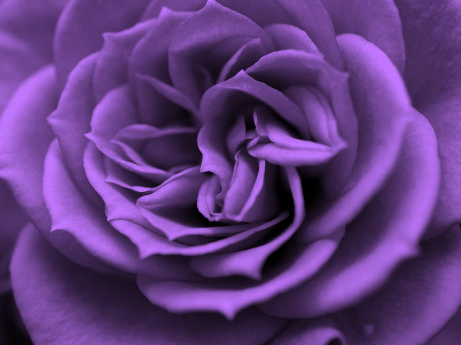 Purple bliss Digital Art by Teri Schuster