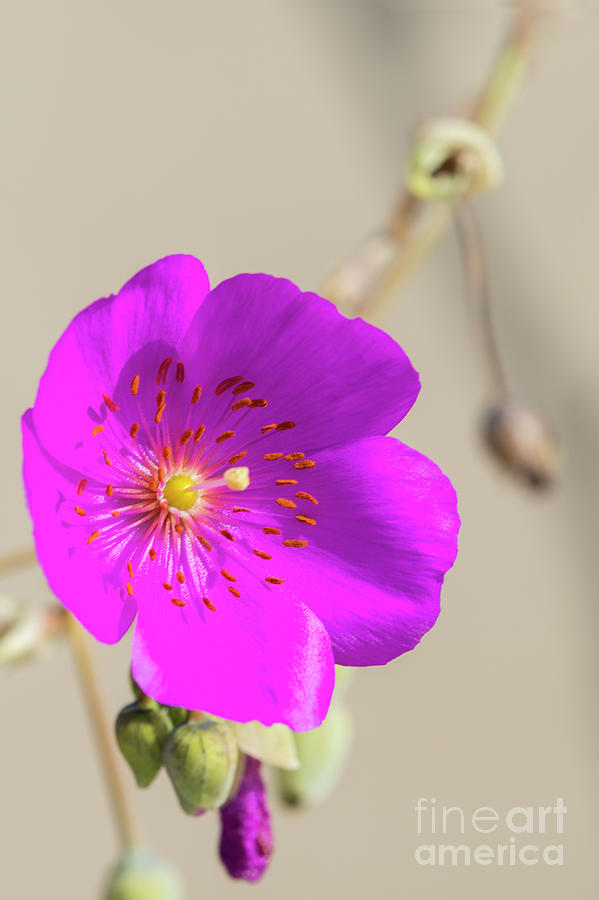 Purple Bloom Photograph by David Zanzinger