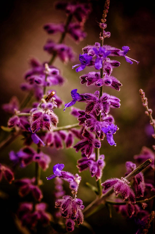 Purple Bloom Photograph by Gerald Kloss