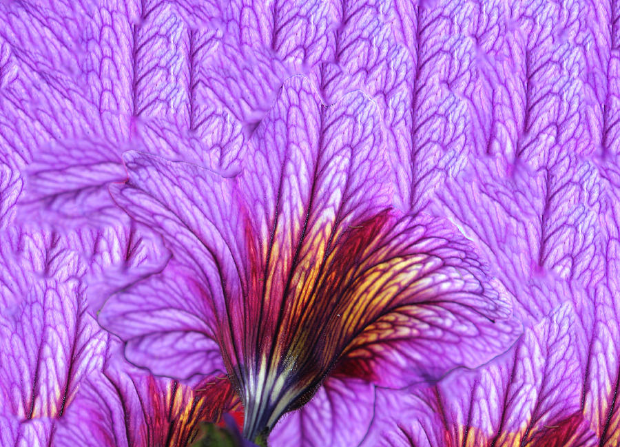 Abstract Photograph - Purple Bloom by Jim Painter