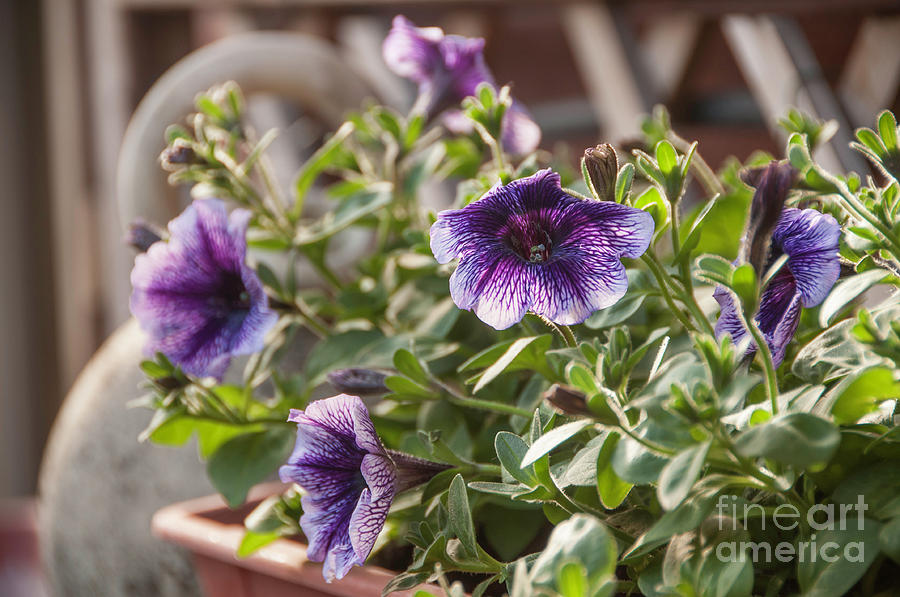 Purple Bloom Photograph by Leonardo Fanini