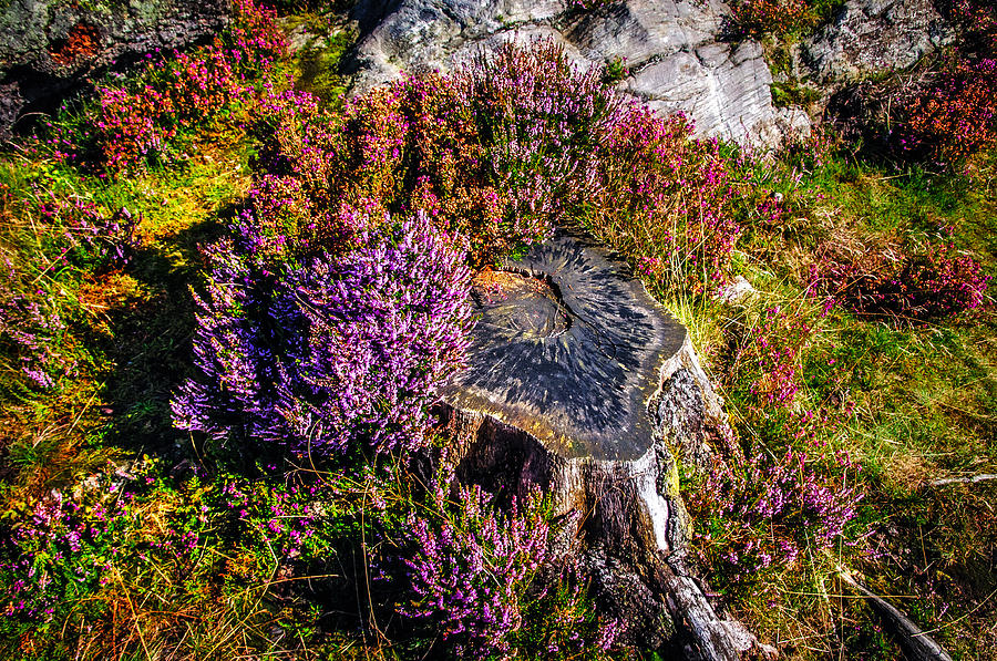 Purple Bloom of Stump Photograph by Jenny Rainbow