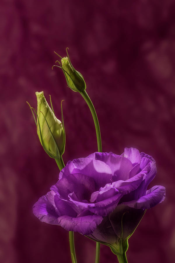 Purple blossom and buds Photograph by Garry McMichael