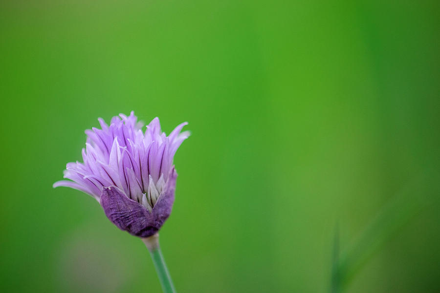 Purple Blossom Photograph by Liz Albro