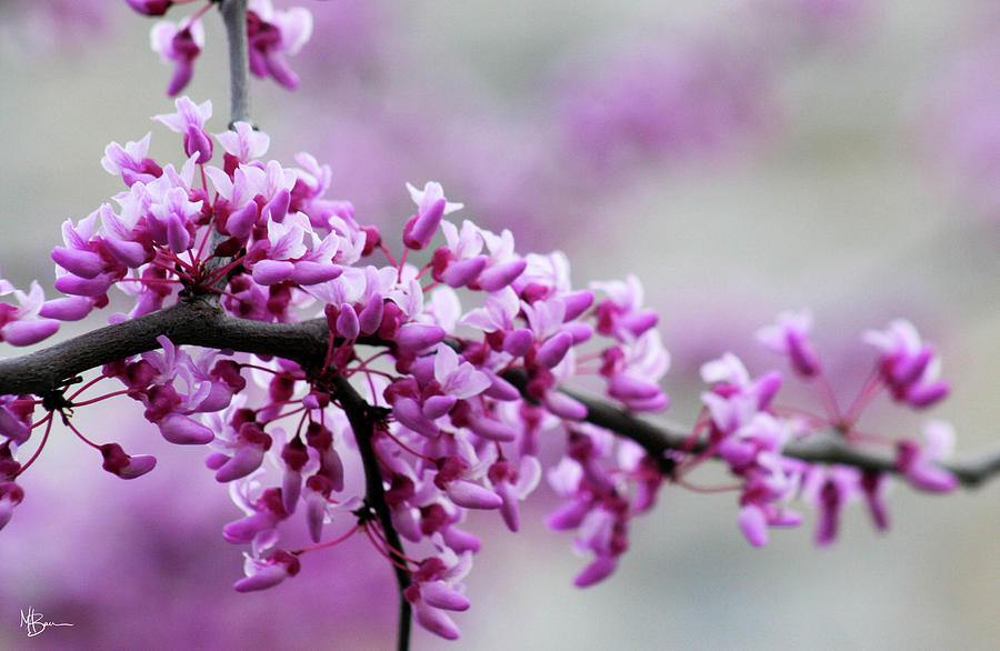 Purple Blossom Photograph by Mary Anne Delgado