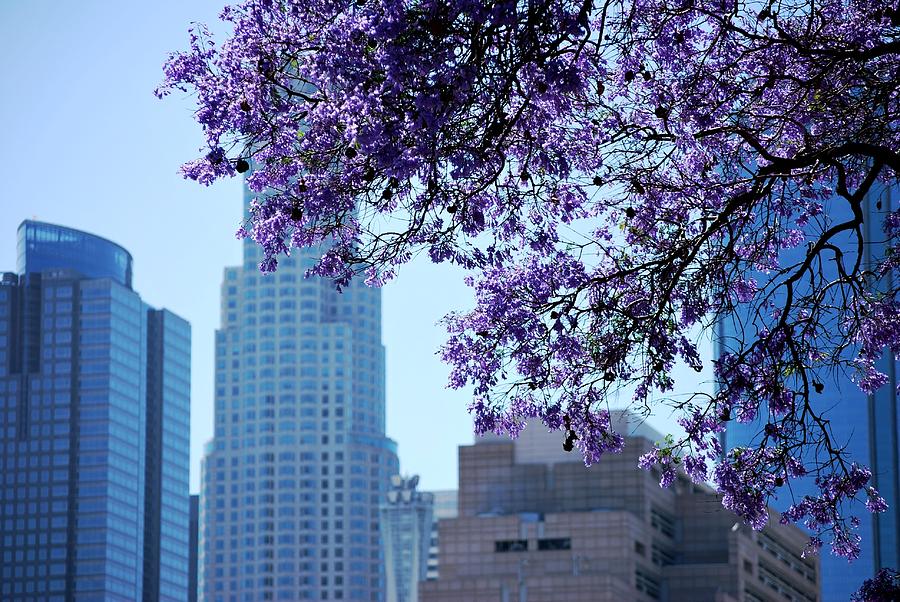 Skyscraper Photograph - Purple Blossom Tree Downtown Skyscapers by Matt Quest