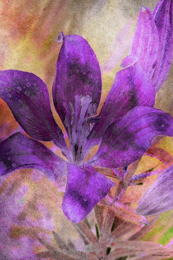 Purple Blossom Photograph by WB Johnston