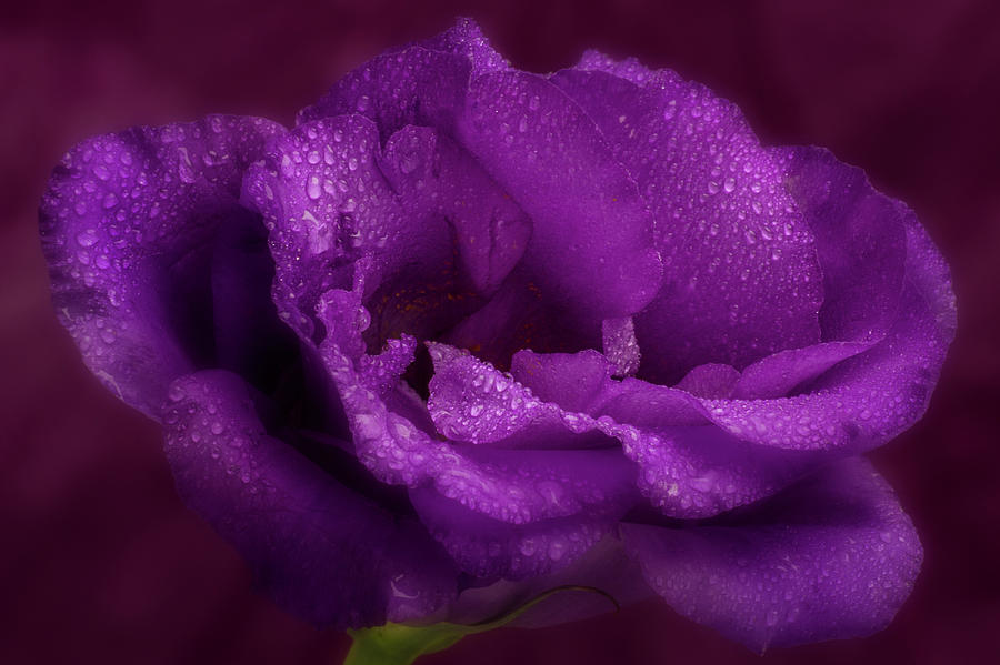 Purple Blossom wit Morning Dew Photograph by Garry McMichael